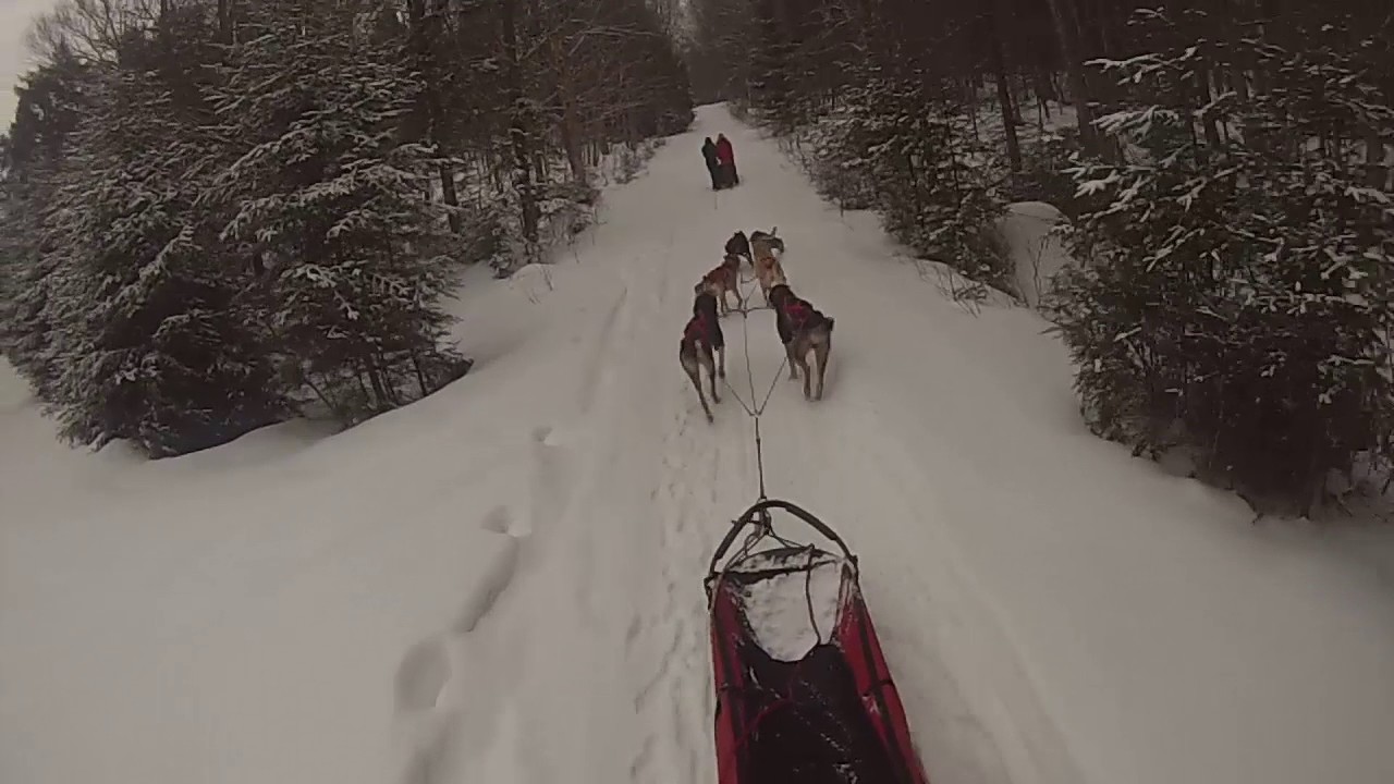 Dog Sledding in Algonquin Park with Snow Forest Adventures YouTube
