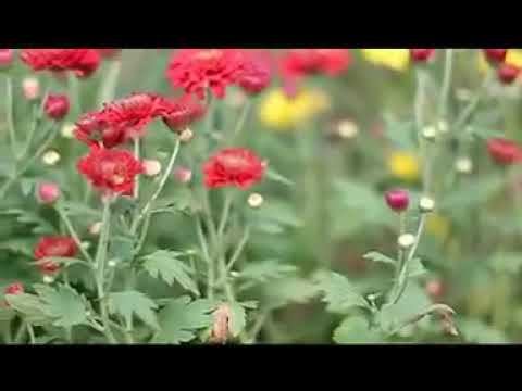 Dikir bunga dahlia