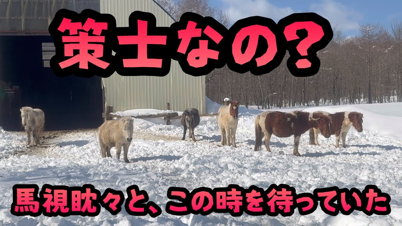 【馬】策士なの？　馬視眈々と、この時を待っていた