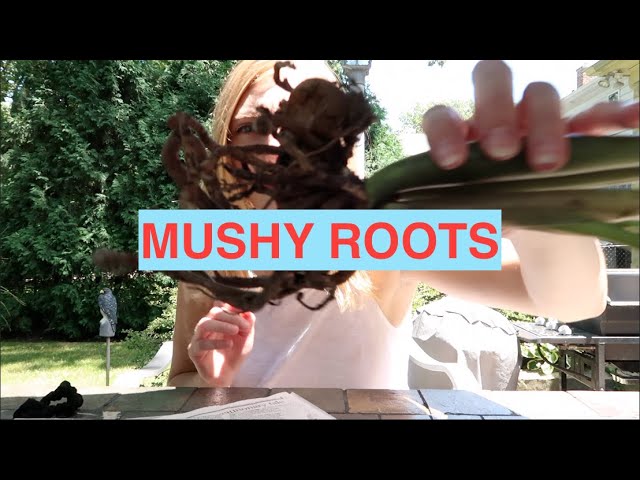 How To Fix Root Rot In A Zz Plant No Pesticides Youtube