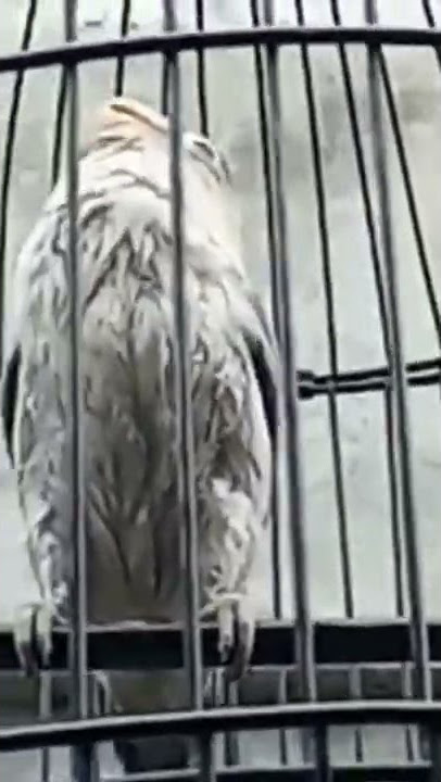 Lovebird paud jantan moca gacor