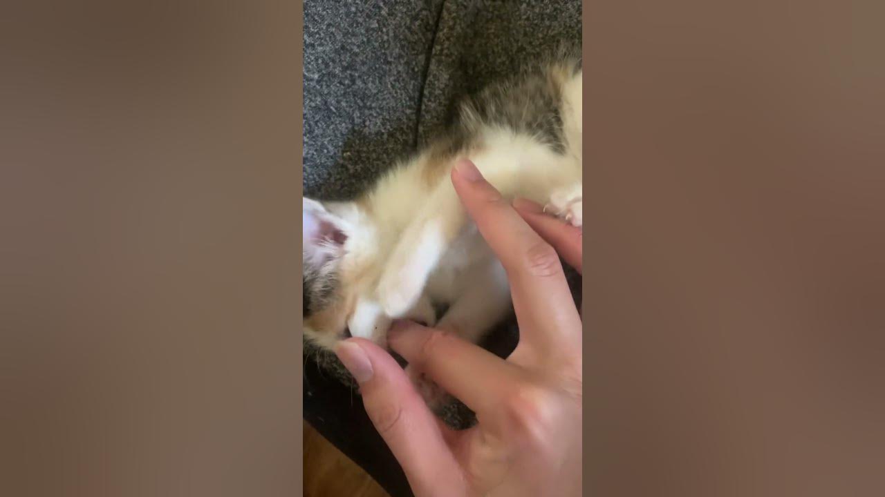 Kitten Loves To Chew My Fingers shorts YouTube