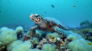 The Hidden World of Coral Reefs: Stunning Footage & Facts
