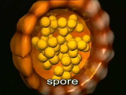 Reproductive
