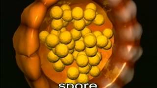 Reproductive Cycle Of Ferns The Amazing Lives Of Plants