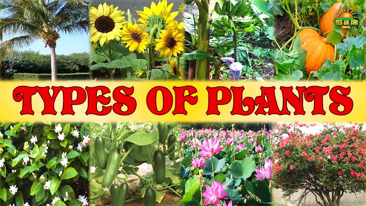 𝗧𝘆𝗽𝗲𝘀 𝗼𝗳 𝗣𝗹𝗮𝗻𝘁𝘀 𝗣𝗿𝗲𝘀𝗲𝗻𝘁𝗲𝗱 𝗯𝘆 𝗖𝗵𝗮𝗺𝗽𝗮 𝗦𝗶𝗻𝗴𝗵𝗮𝗞𝗩 𝗜𝗢𝗖 𝗡𝗼𝗼𝗻𝗺𝗮𝘁𝗶 𝗚𝘂𝘄𝗮𝗵𝗮𝘁𝗶