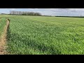 Saki Winter Wheat Minimum Tillage No Drill