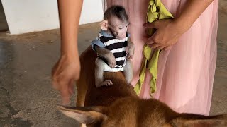 Small Baby Boy Tobai Enjoy Play With Big Dog