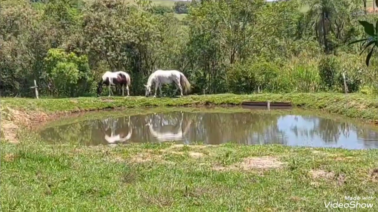Vida tranquila  e viver no sitio  venha conhecer 