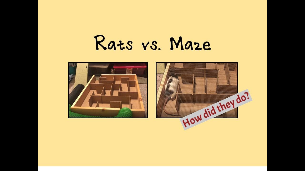 Rats vs. Maze | Challenge
