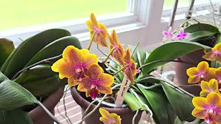 Watch Me Water Orchids Growing in Moss and in Moss/Bark Layers!  + Discussion & Explanation.