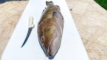 BEST Way to Fillet Gag Grouper