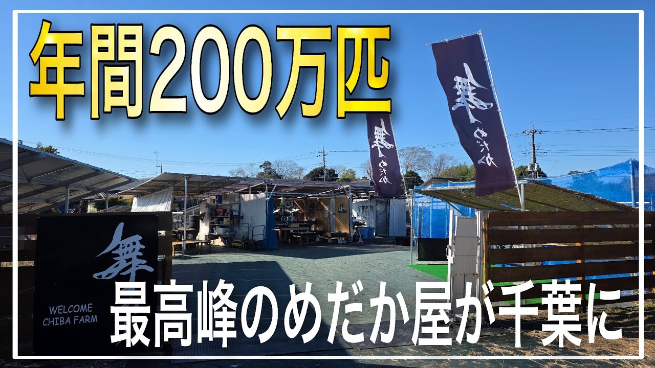 年間200万匹飼育する舞めだかさんが千葉に!!メダカ業界初のフランチャイズ‼日本トップクラスのメダカが大量‼　改良めだか　aquarium　アクアリウム　メダカ　植物