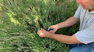 Deadheading Lavender in the Late Summer Garden