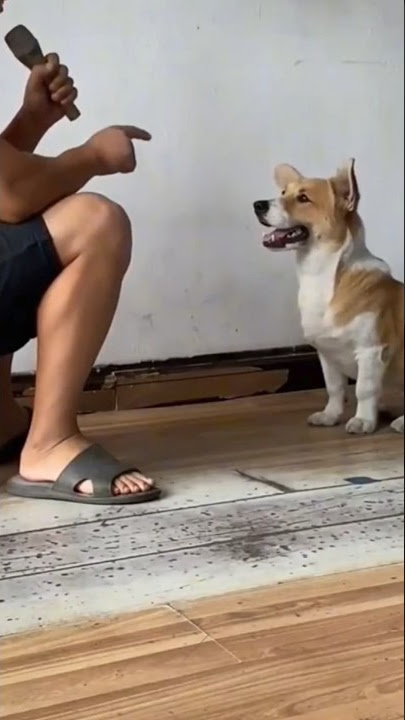 Cara Mengajarkan Anjing Bernyanyi #shorts