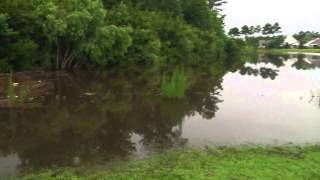 Horry County neighborhood floods, rainfall and beaver to blame
