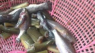 Bam Fishpakal Macher Recipe Village Style