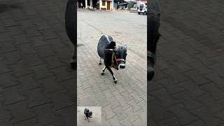 #cow #reels #trending #shortsviral #viral #222 #animals