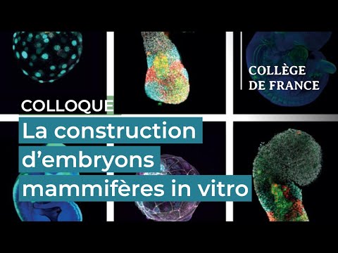 La construction d'embryons mammifères in vitro - Colloque