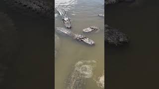 July 24, 2025 #alligators  #crocodile #wildlife #gatorland