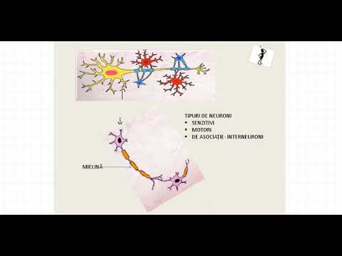 Video: Diferența Dintre Nerv și Neuron