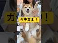 この子に人生懸けちゃいます🐕💕#柴犬 #豆柴 #shibainu #犬 #犬のいる暮らし #shorts