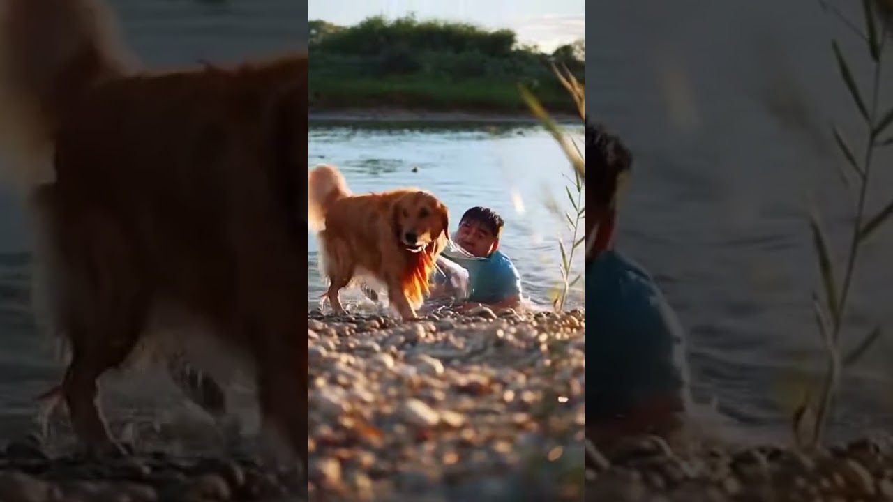 Dog Sees Man Drowning and Acts Fast 