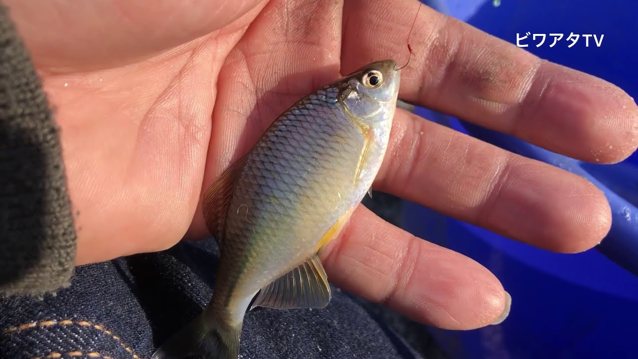 琵琶湖のタナゴ釣りまとめ