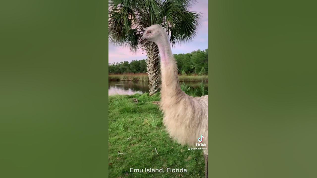 Male and Female Emu Sounds YouTube