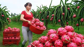 Download Lagu ¡Tantas Frutas del Dragón! 🍉 Una Cosecha Masiva Va Directo al Mercado Rural MP3