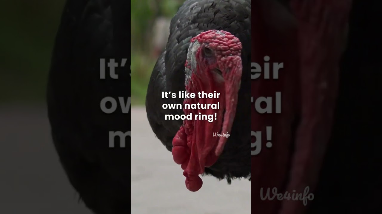 Turkeys Can Blush?! 😳🦃