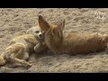 Female Fennec Foxes Need A Break From The Thirsty Males (Part 2) | Kritter Klub
