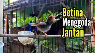 PRENJAK BETINA Gacor istimewa suara jernih menggoda Prenjak Jantan Ampuh buat Pancingan.