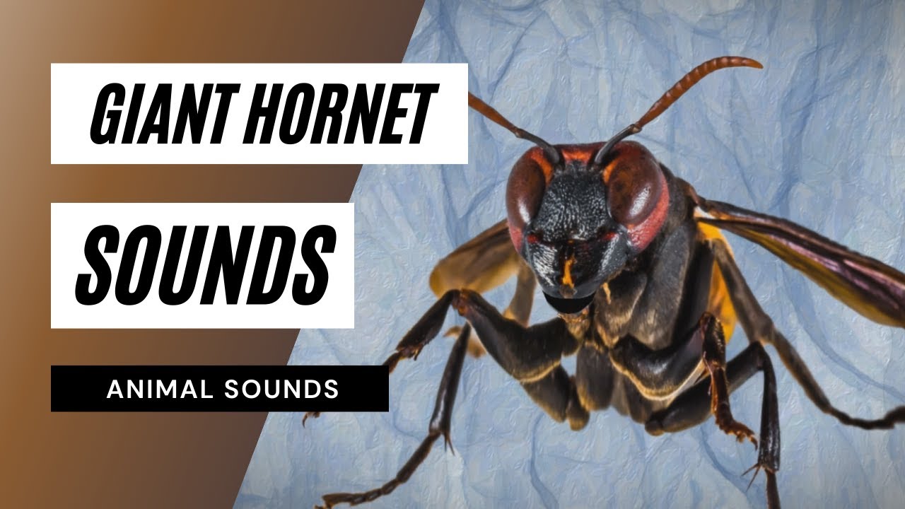 Giant Sounds giant sound YouTube