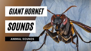 Giant Hornet  Sounds - giant hornet sound
