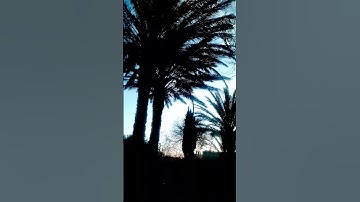 سورة الفجر للشيخ ماهر المعيقلي #قرآن_كريم