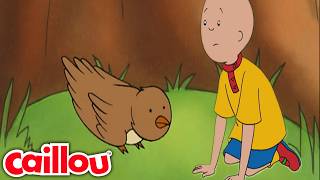 Der kleine Vogel | Cartoons voor kinderen | Caillou auf Deutsch