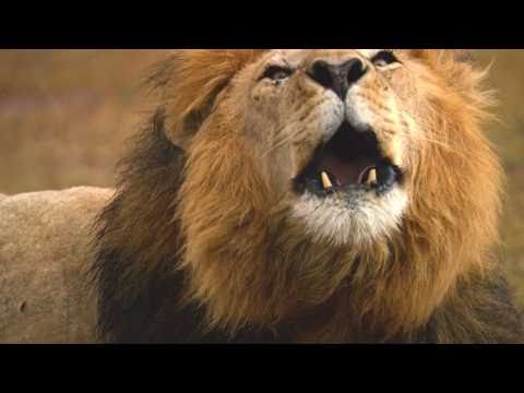 african-cats-(hd-movie-trailer)---2011-documentary-from-disneynature