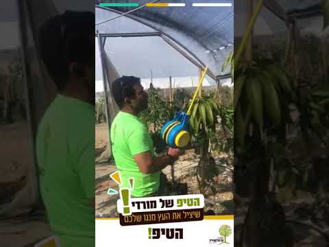 טיפול בעץ מנגו- גיפור