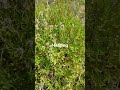 чебрец от простуды