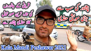 Kala Mandi Qurbani Janwar Latest Update Part 2 Kala Mandi Peshawar || Pk Mandi || 10-07-2021