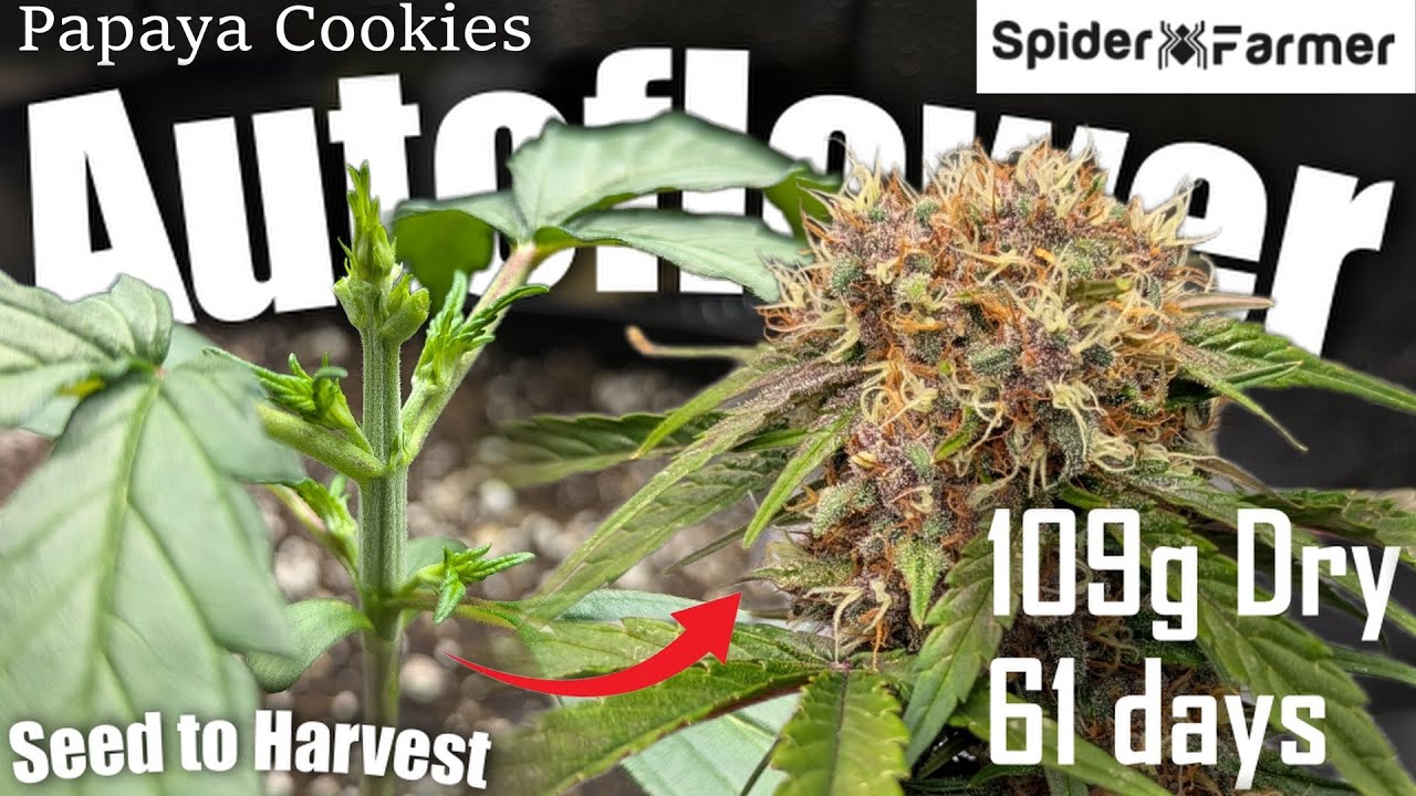 How I Grow -35- From Seed to 109g Harvest -Papaya Cookies Autoflower Fastbuds - Spiderfarmer SF4000