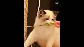 #music catt 😺 #CATS