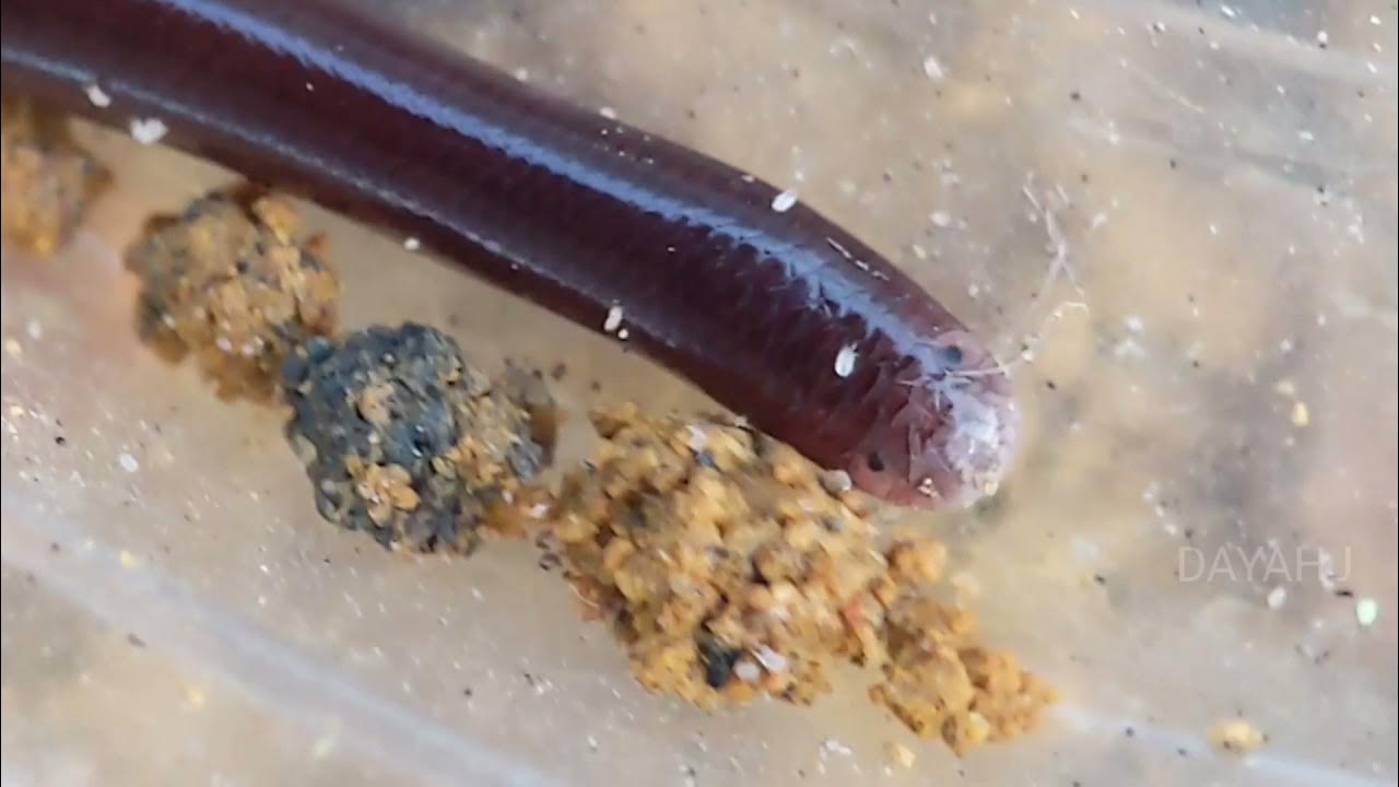 Soxta sikdan koplab soxta sperma Ogil va qizi bilan uyda jinsiy aloqa video