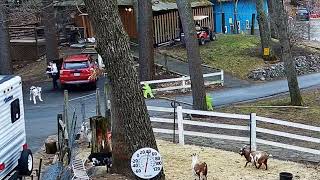 Goldys Driveway Goats 1237Pm Judy Larky Return From Short Trip 342024
