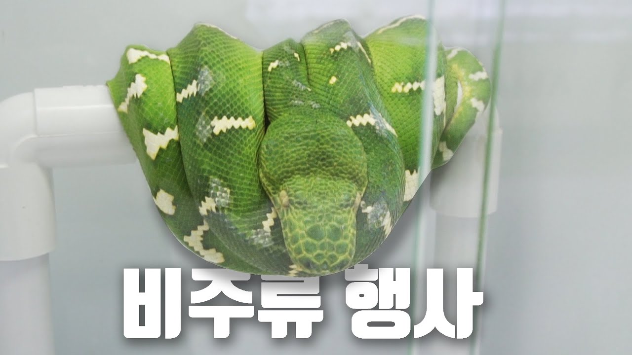 다가오는 비주류 파충류 행사, 라스트페어 2회차!! 대비해서 1회차는 어떤 행사였을까?