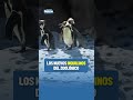 🤩🐧 LOS NUEVOS INQUILINOS DEL ZOOLÓGICO 🐧🤩