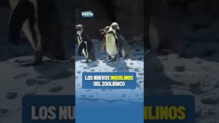 🤩🐧 LOS NUEVOS INQUILINOS DEL ZOOLÓGICO 🐧🤩