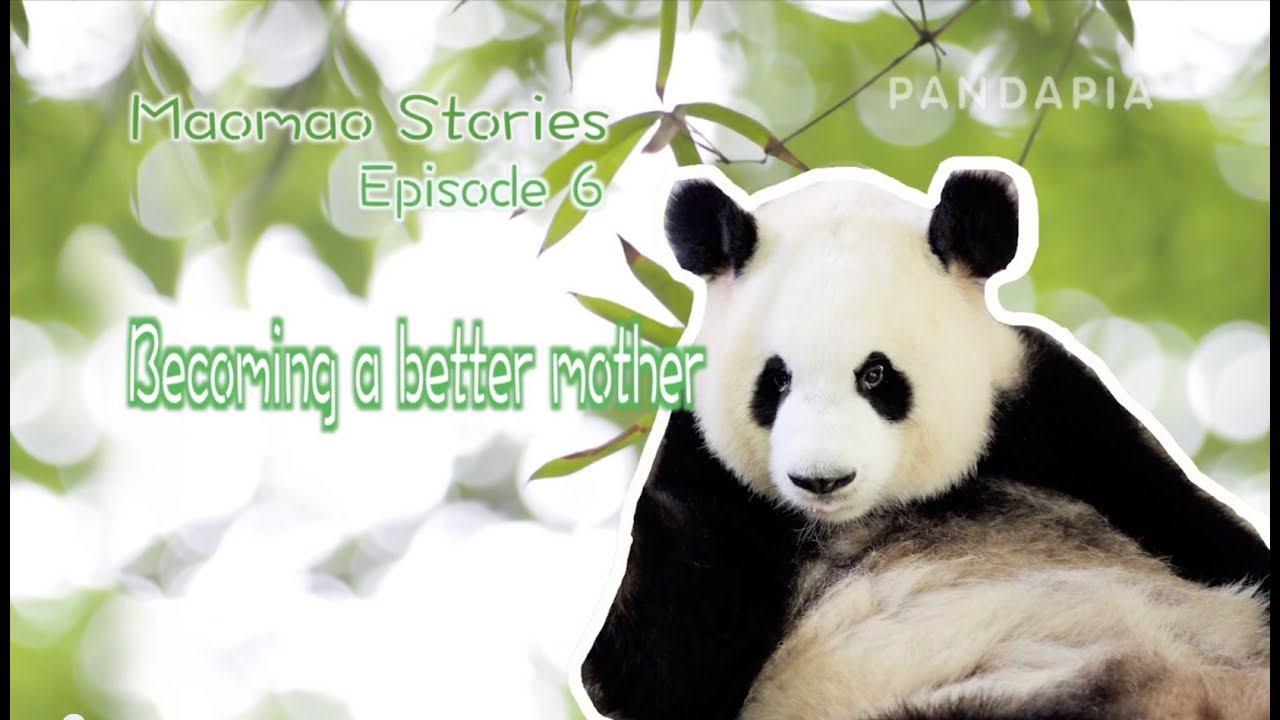 pandas merge Maomao Stories (type2) Episode 6 