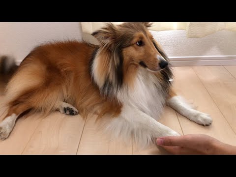 パパとママとで対応がちがう犬【シェルティちょこ】 - YouTube